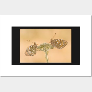 Two Dark Green Fritillaries on a Yarrow Plant Posters and Art